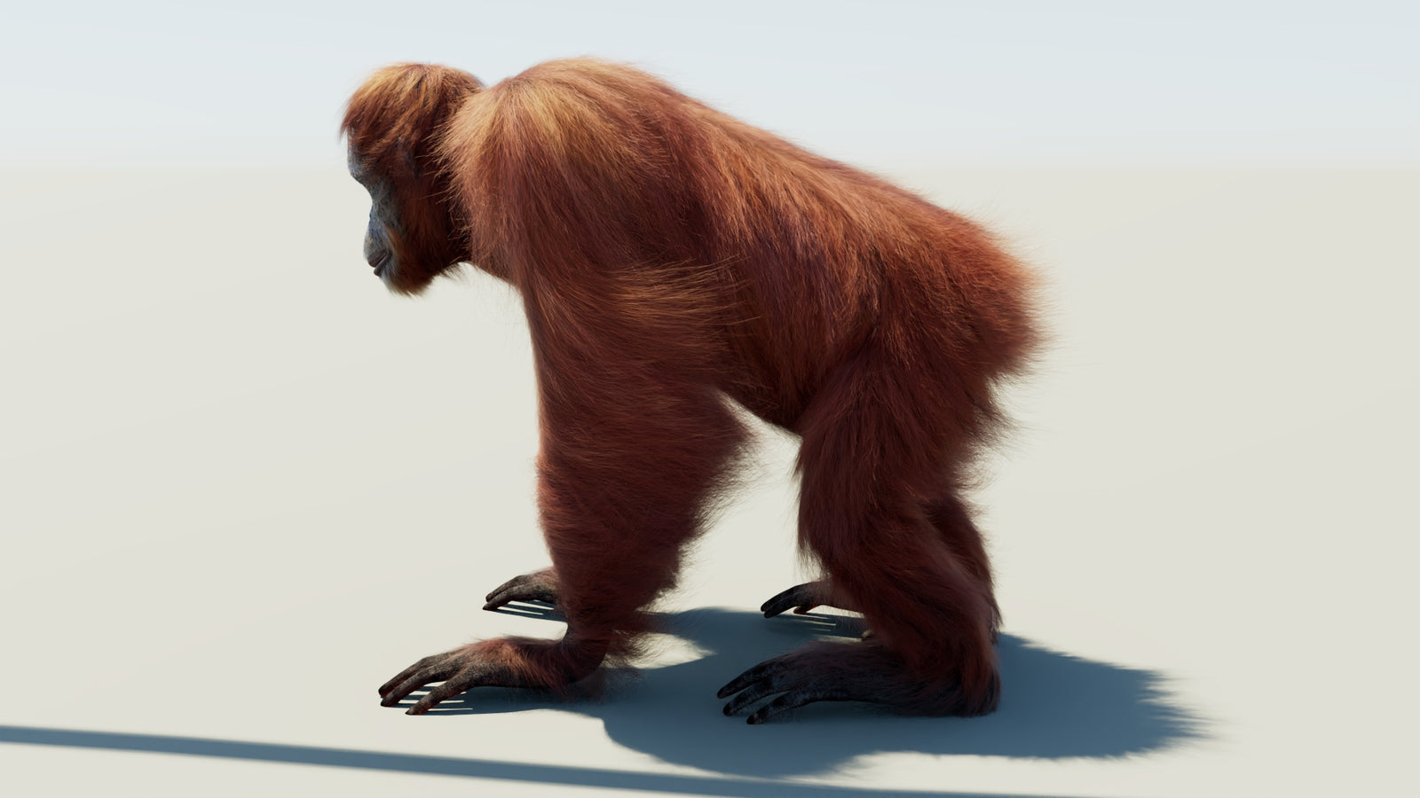 Oranguran Fur 3D Model 360° view 1 frame 26