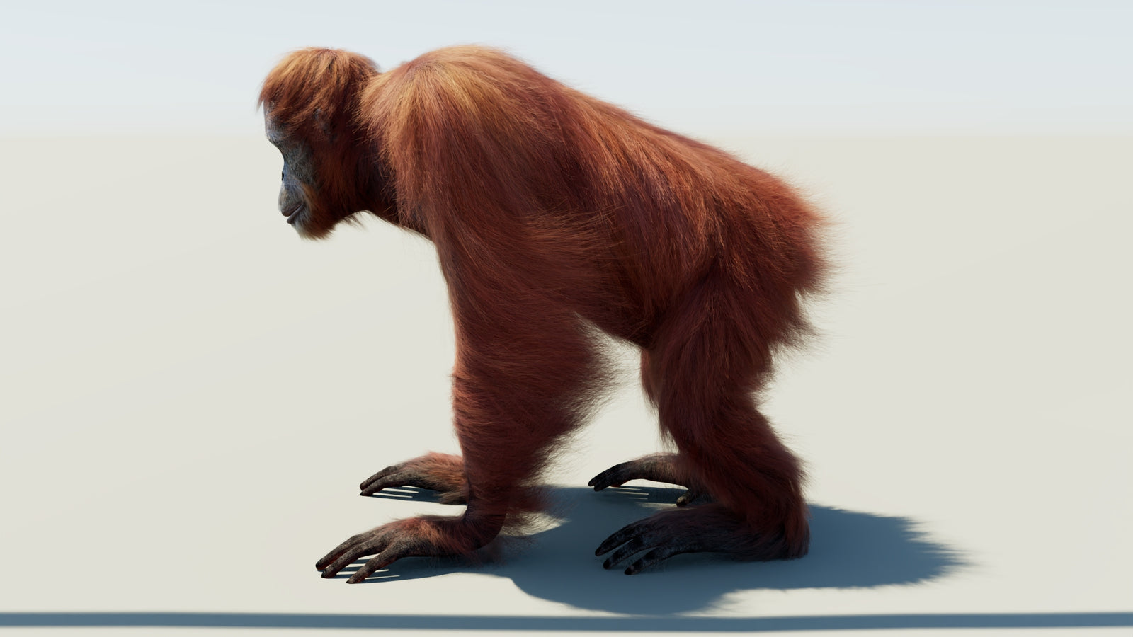 Oranguran Fur 3D Model 360° view 1 frame 27