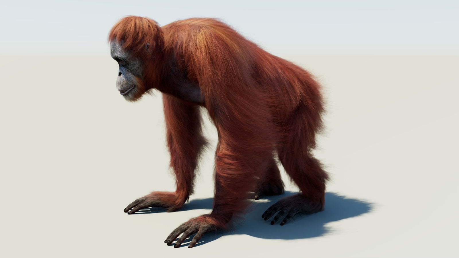 Oranguran Fur 3D Model 360° view 1 frame 30