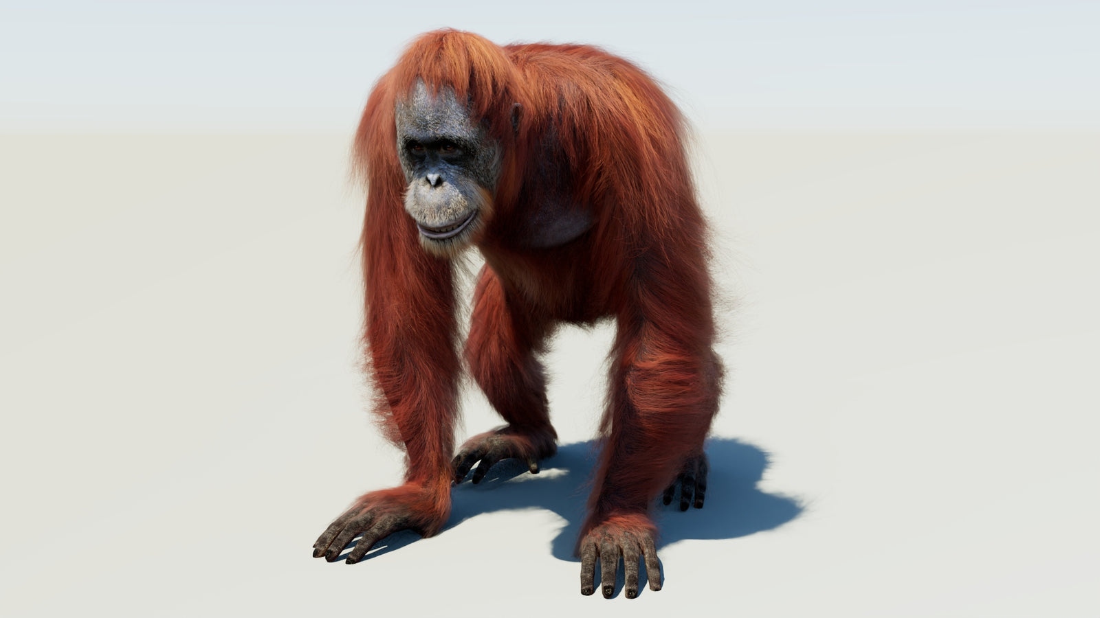 Oranguran Fur 3D Model 360° view 1 frame 34