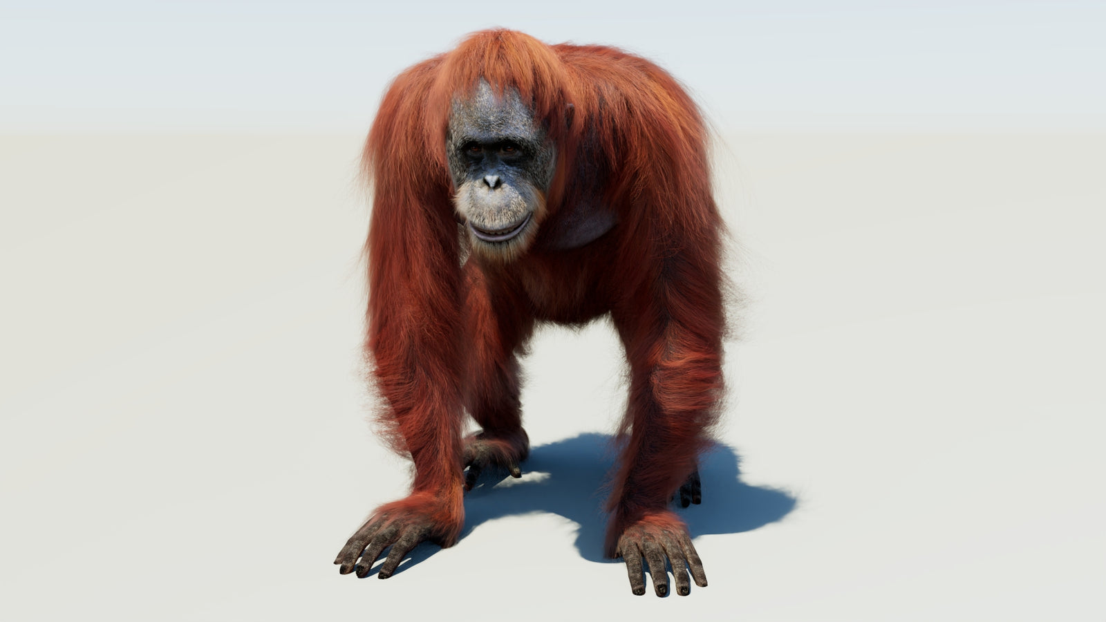 Oranguran Fur 3D Model 360° view 1 frame 35