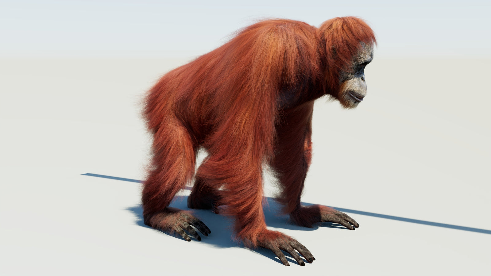 Orangutan Rigged Fur 3D Model 360° view 1 frame 6
