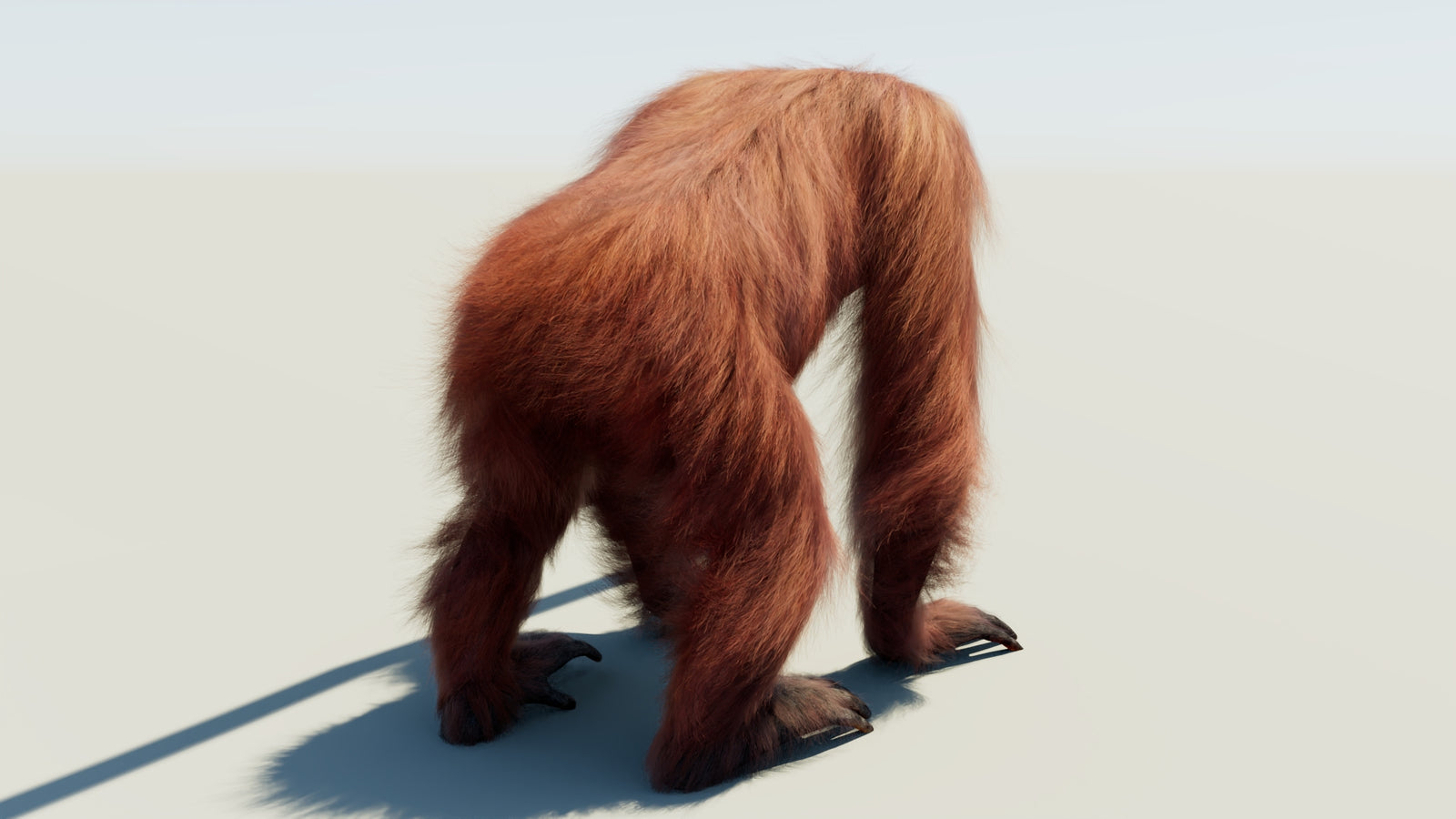 Orangutan Rigged Fur 3D Model 360° view 1 frame 15