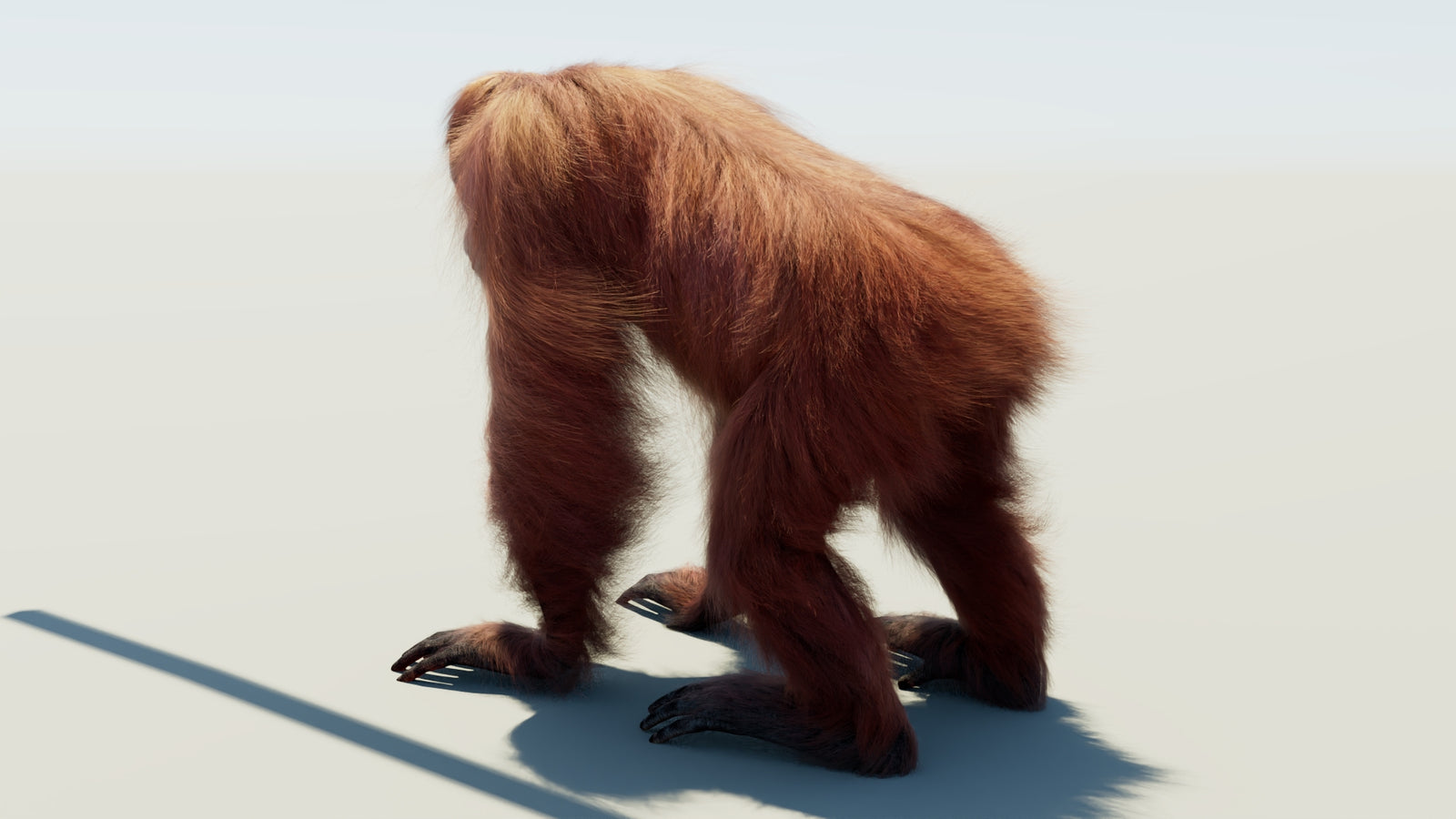 Orangutan Rigged Fur 3D Model 360° view 1 frame 23