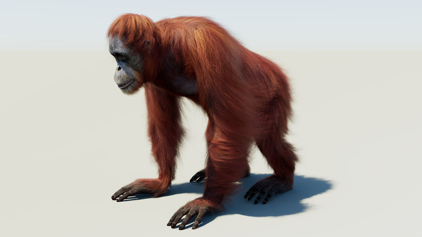 Orangutan Rigged Fur 3D Model 360° view 1 frame 31