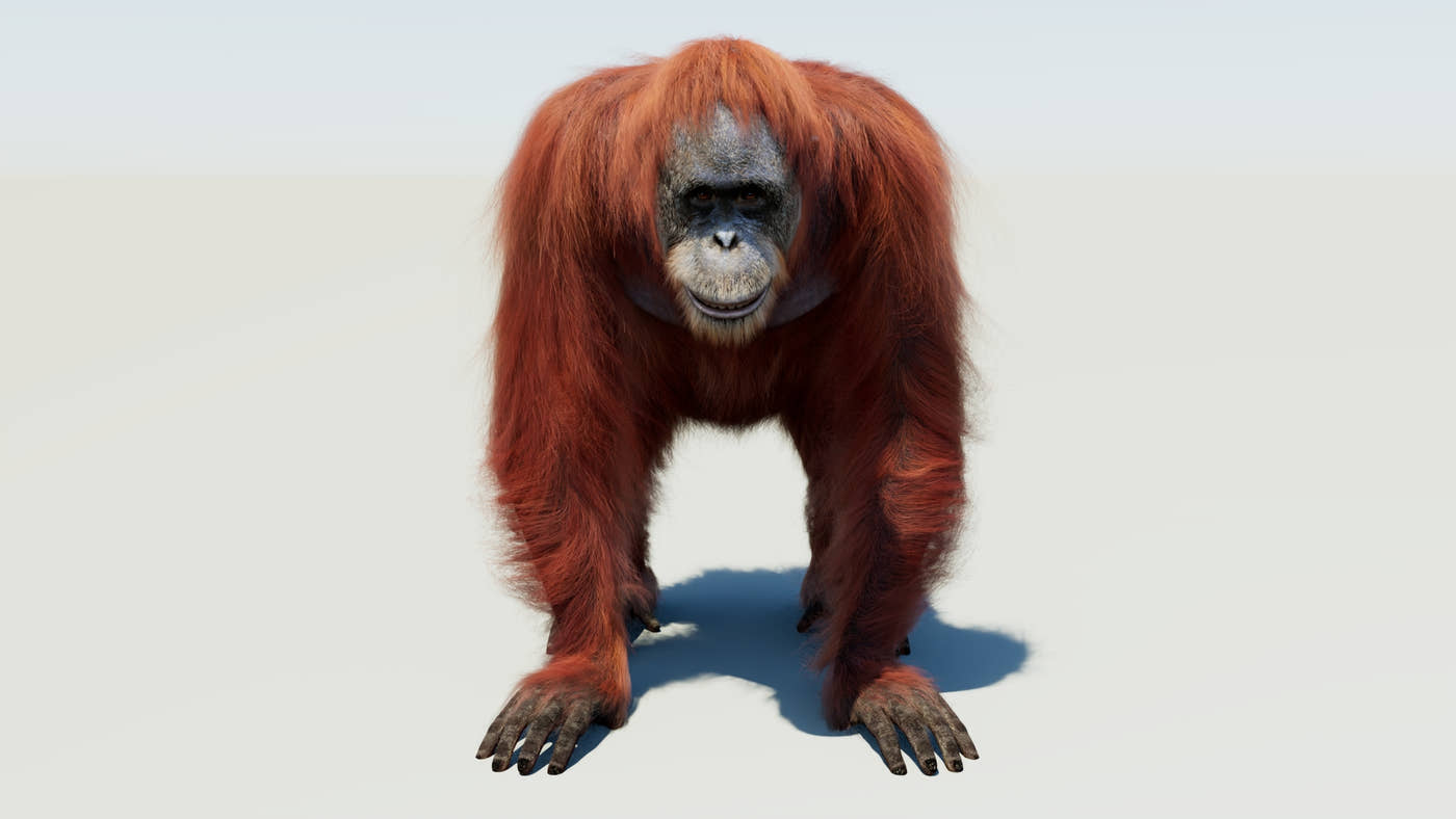 Orangutan Rigged Fur 3D Model - 360 Degree View