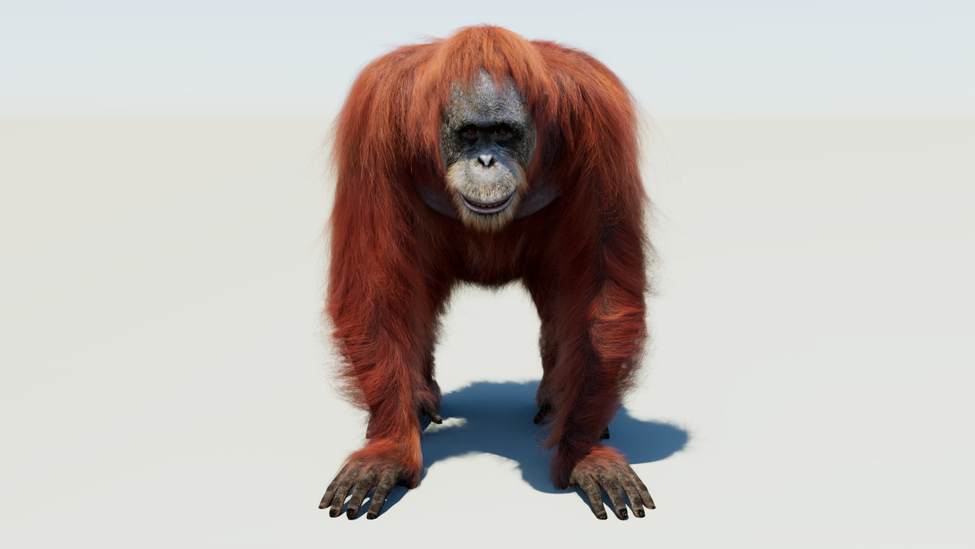 Orangutan Rigged Fur 3D Model - 360 Degree View