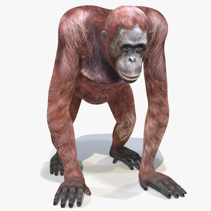 Orangutan Female 3D Model