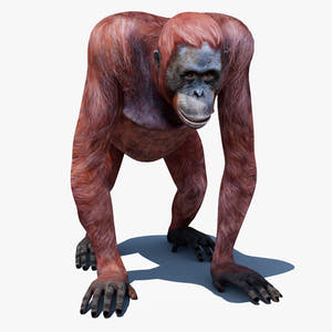 Realistic Orangutan Female 3D Model for Game Thumbnail