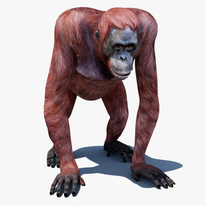Realistic Orangutan Female 3D Model for Game Thumbnail
