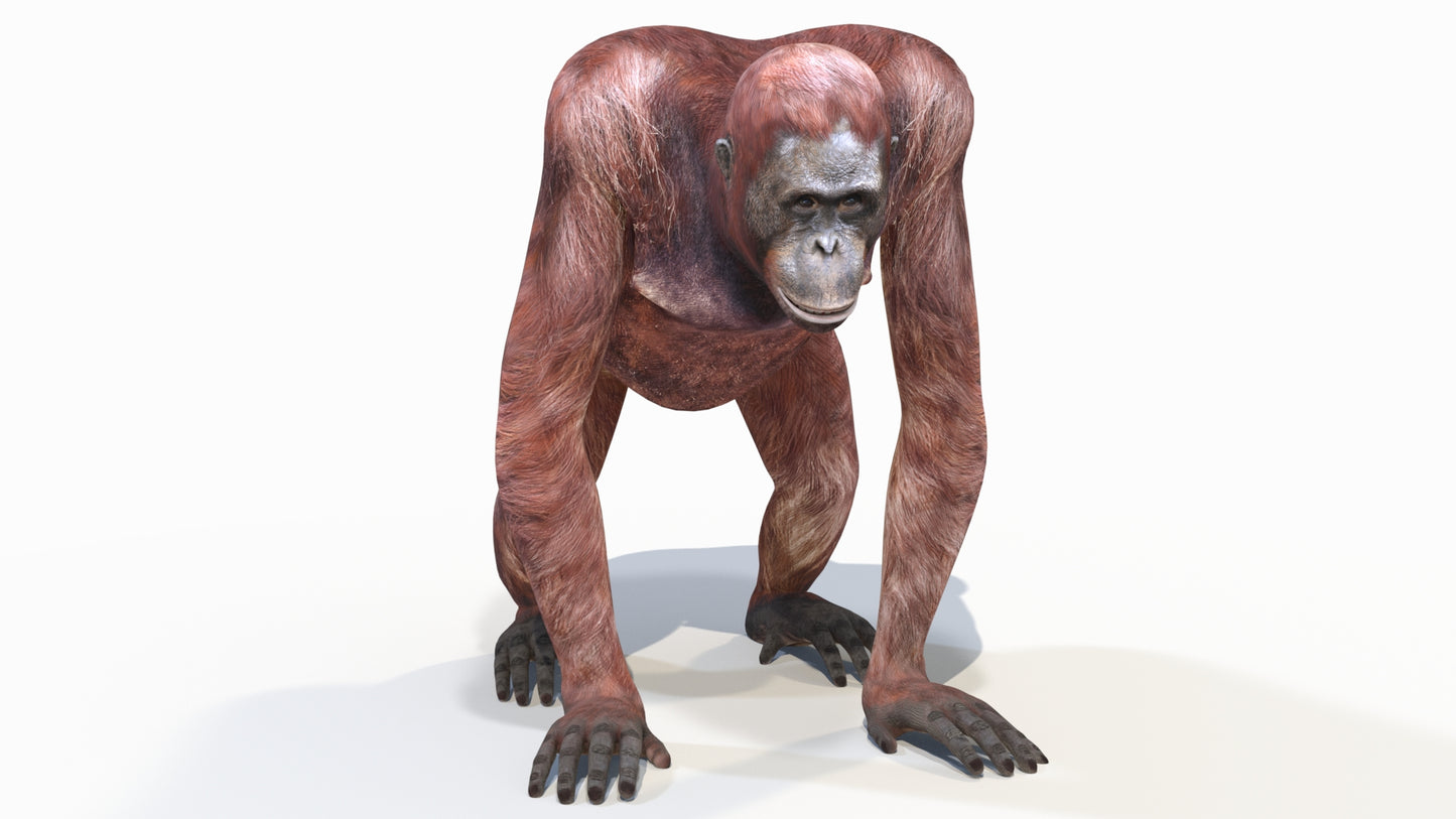 Orangutan Female 3D Model