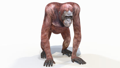 Orangutan Female 3D Model