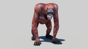 Realistic Orangutan Female 3D Model for Game Thumbnail