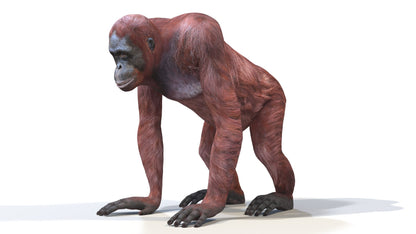 Orangutan Female 3D Model