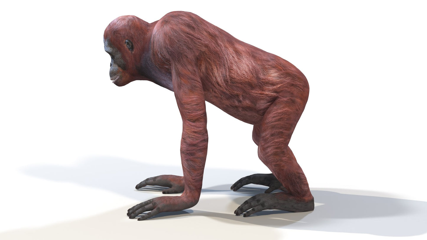 Orangutan Female 3D Model