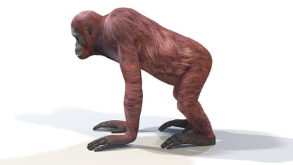 Orangutan Female 3D Model