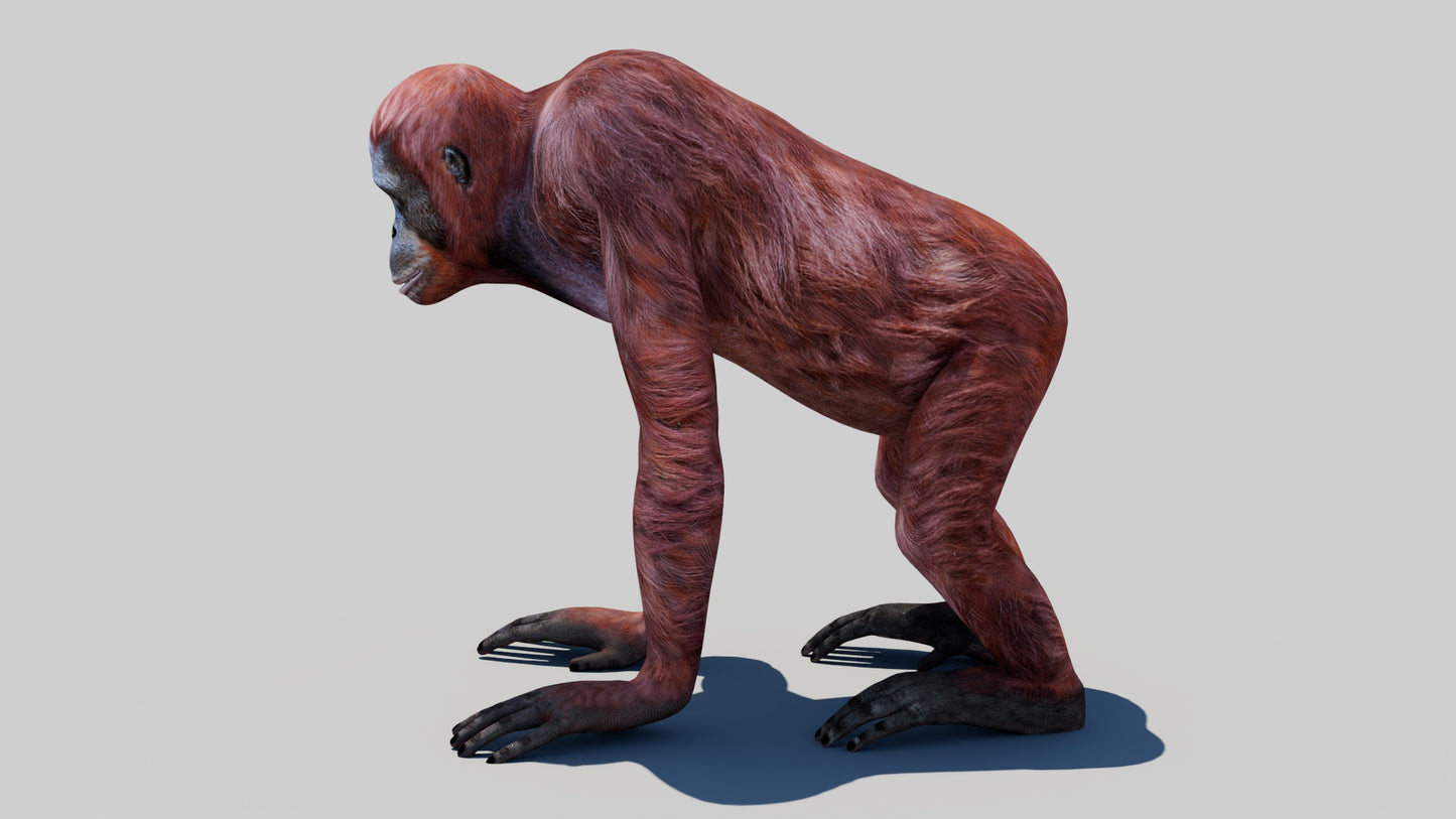 Realistic Orangutan Female 3D Model for Game