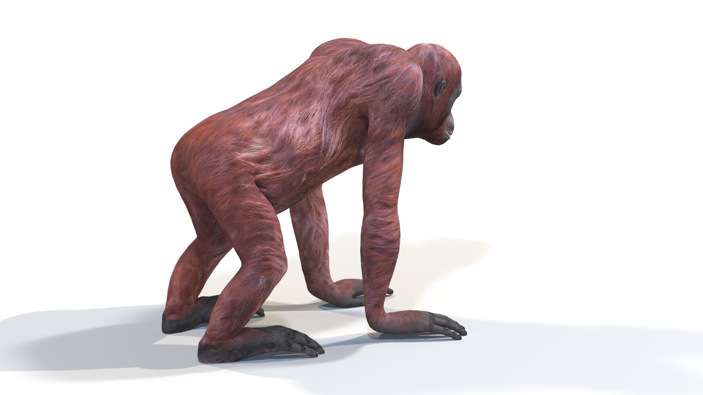 Orangutan Female 3D Model