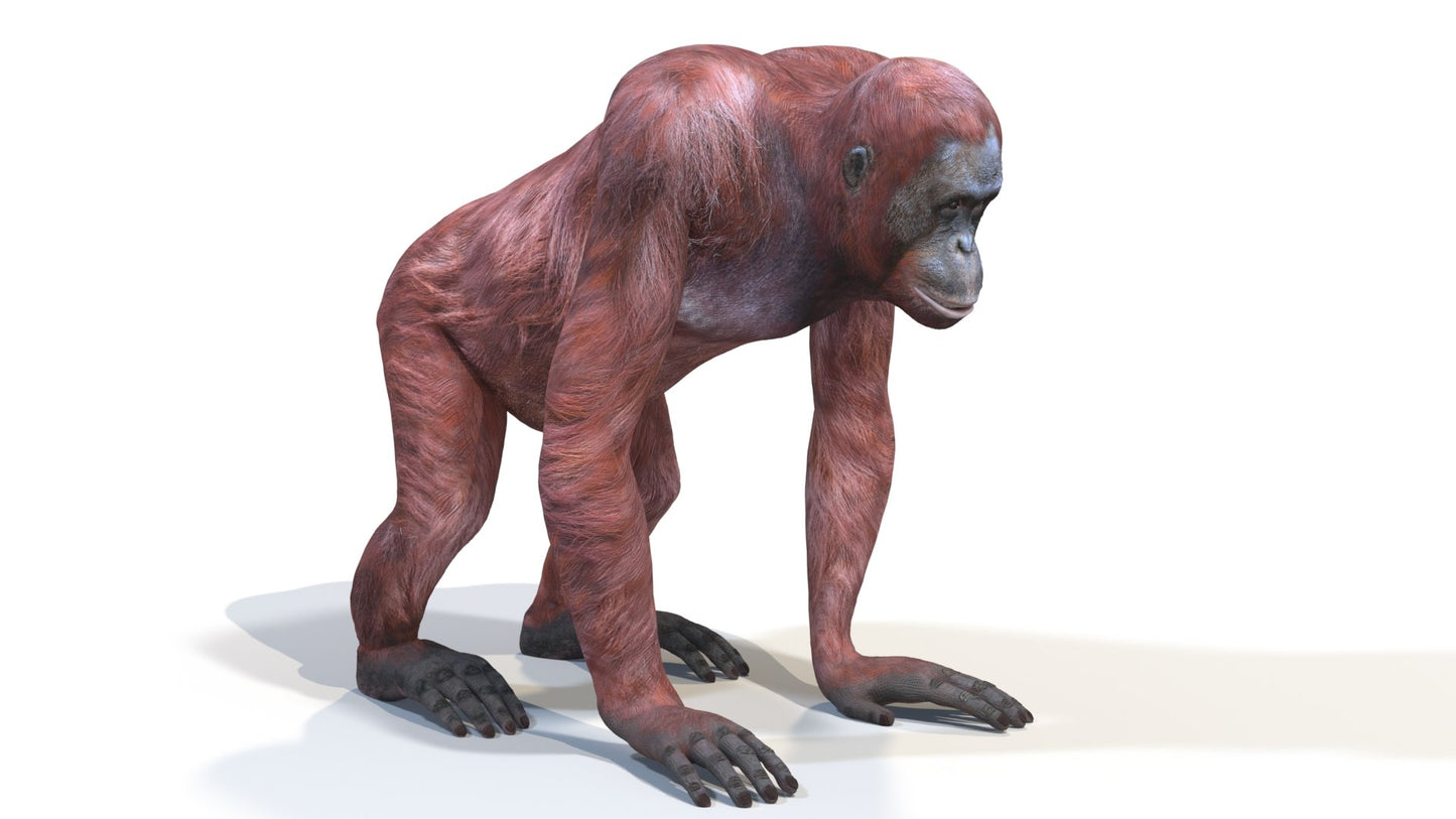 Orangutan Female 3D Model