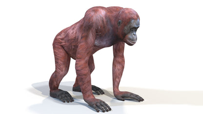 Orangutan Female 3D Model
