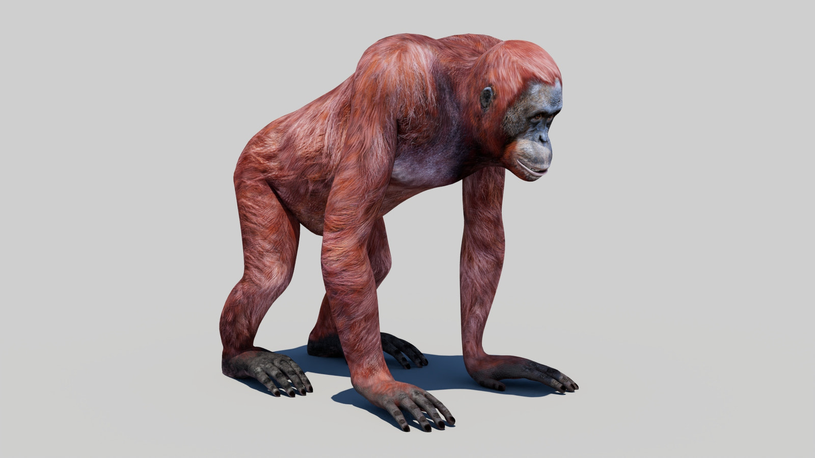 Realistic Orangutan Female 3D Model for Game