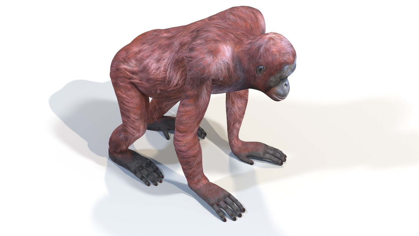 Orangutan Female 3D Model