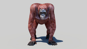 Realistic Orangutan Female 3D Model for Game Thumbnail