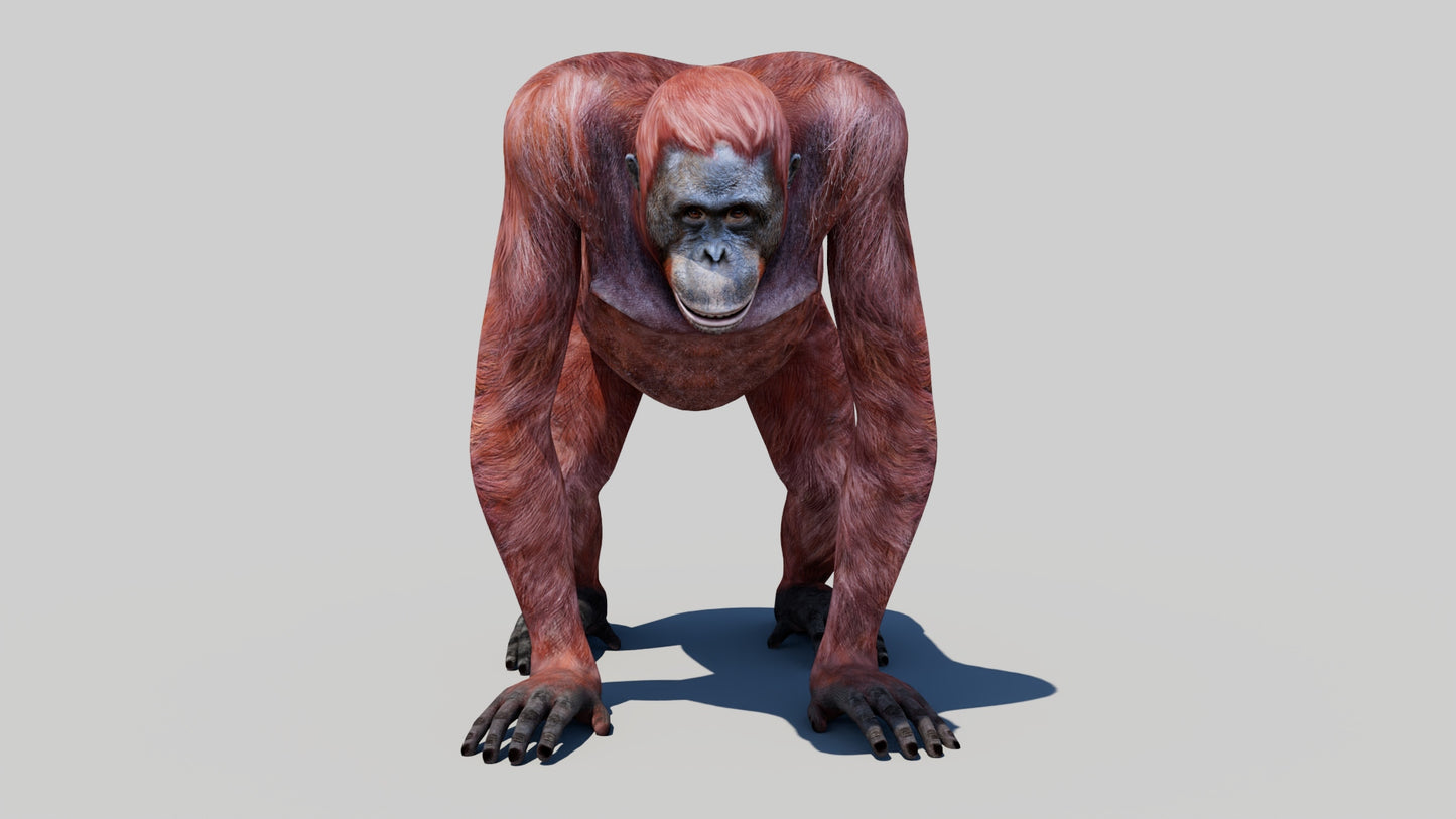 Realistic Orangutan Female 3D Model for Game