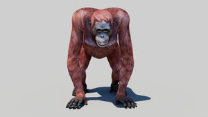 Realistic Orangutan Female 3D Model for Game Thumbnail