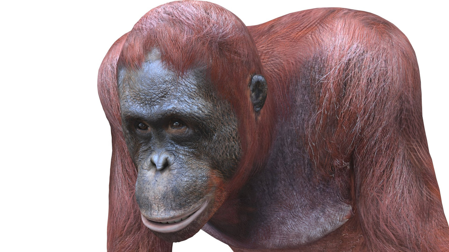 Orangutan Female 3D Model