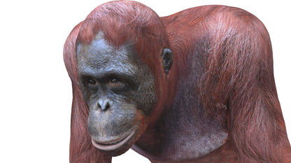 Orangutan Female 3D Model
