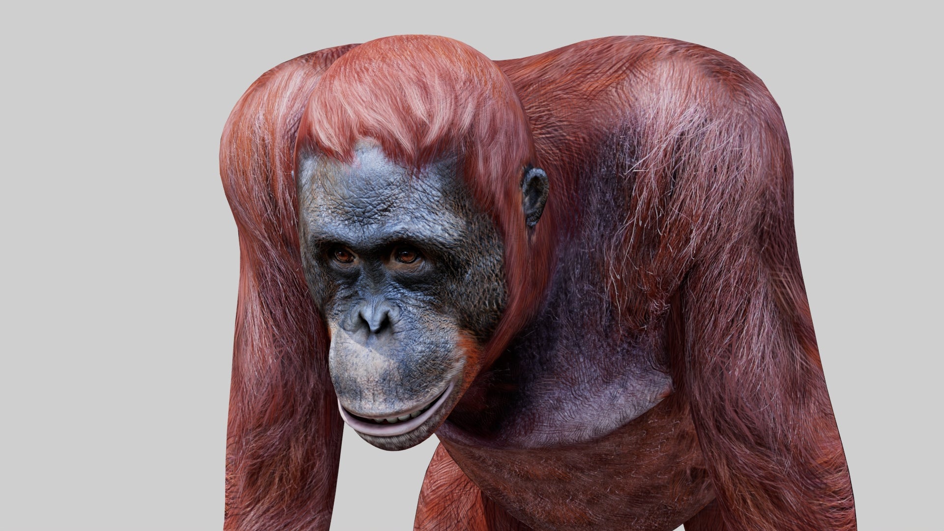 Realistic Orangutan Female 3D Model for Game