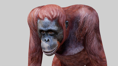 Realistic Orangutan Female 3D Model for Game