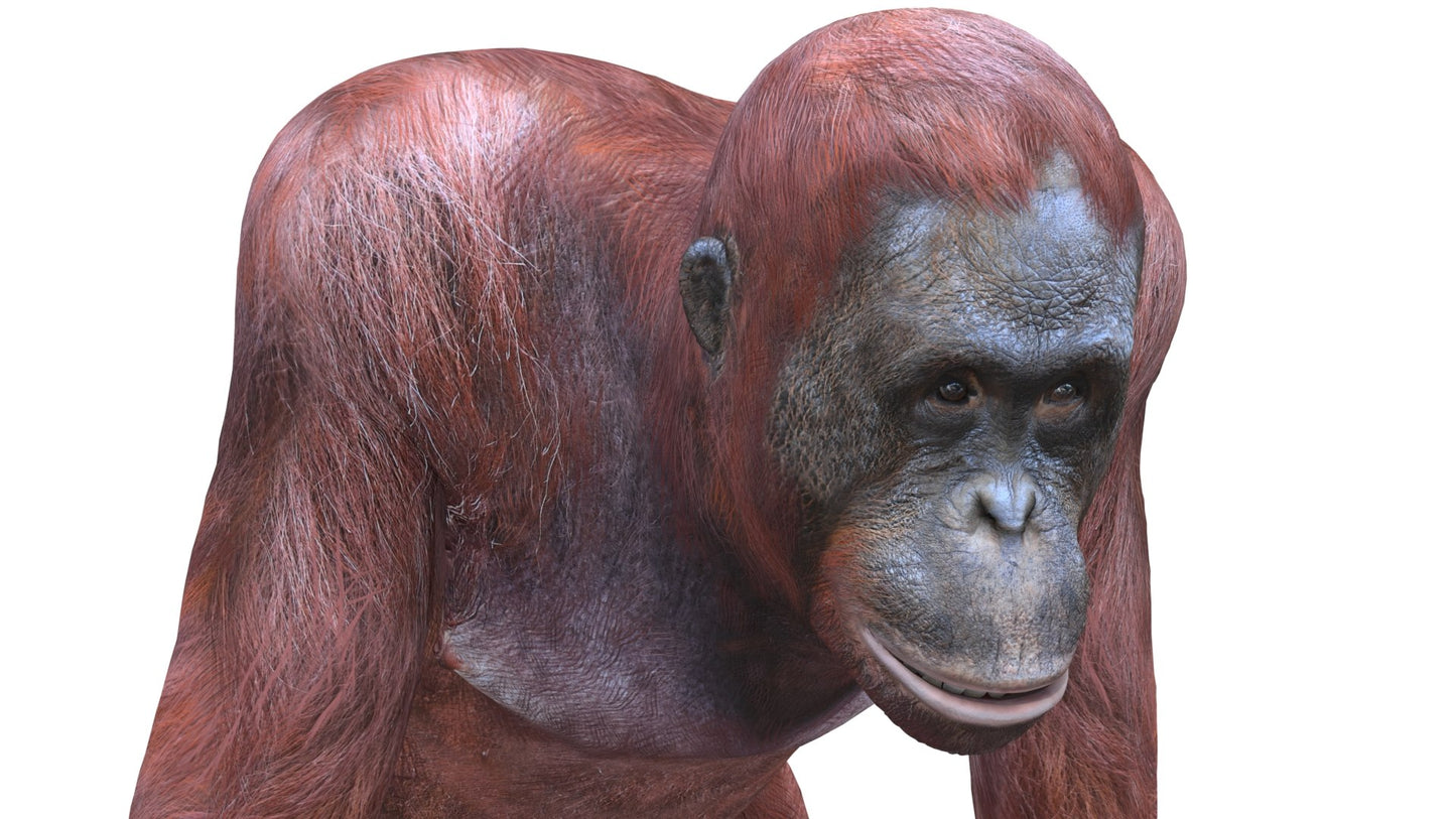 Orangutan Female 3D Model