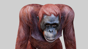 Realistic Orangutan Female 3D Model for Game Thumbnail