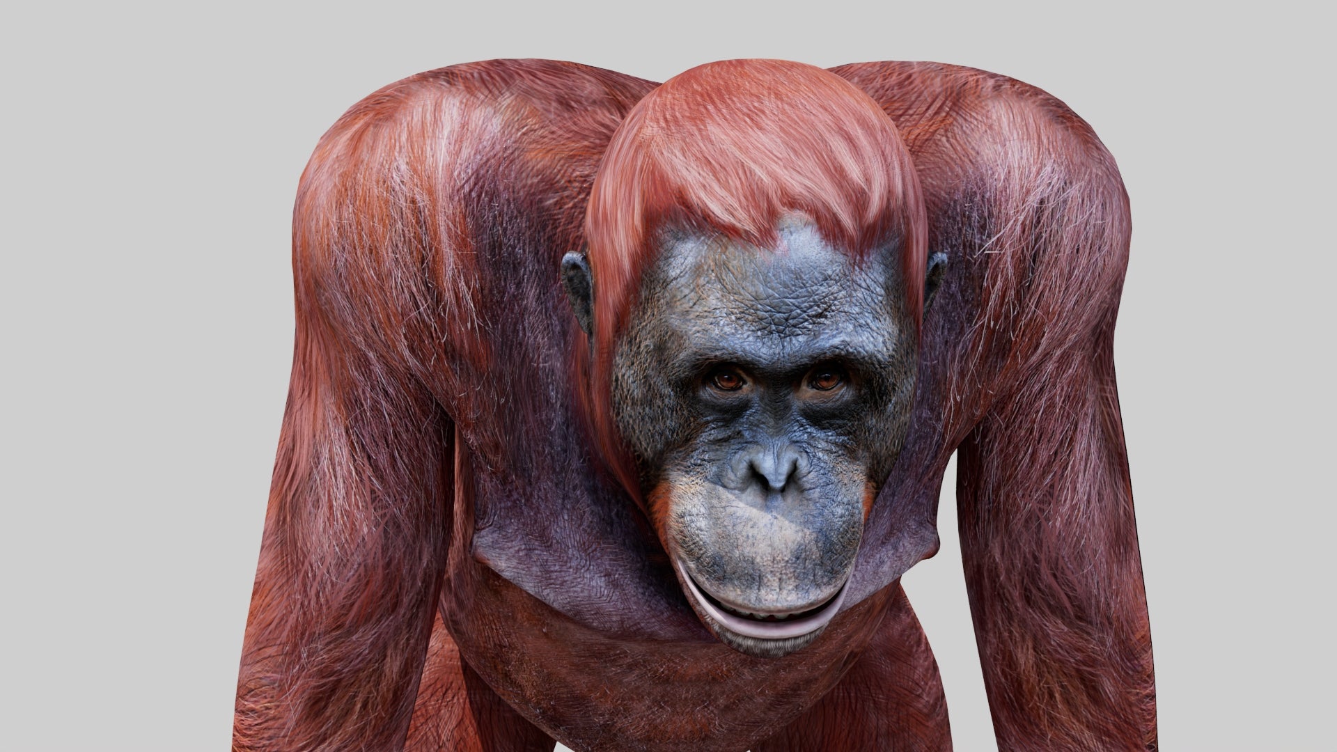 Realistic Orangutan Female 3D Model for Game