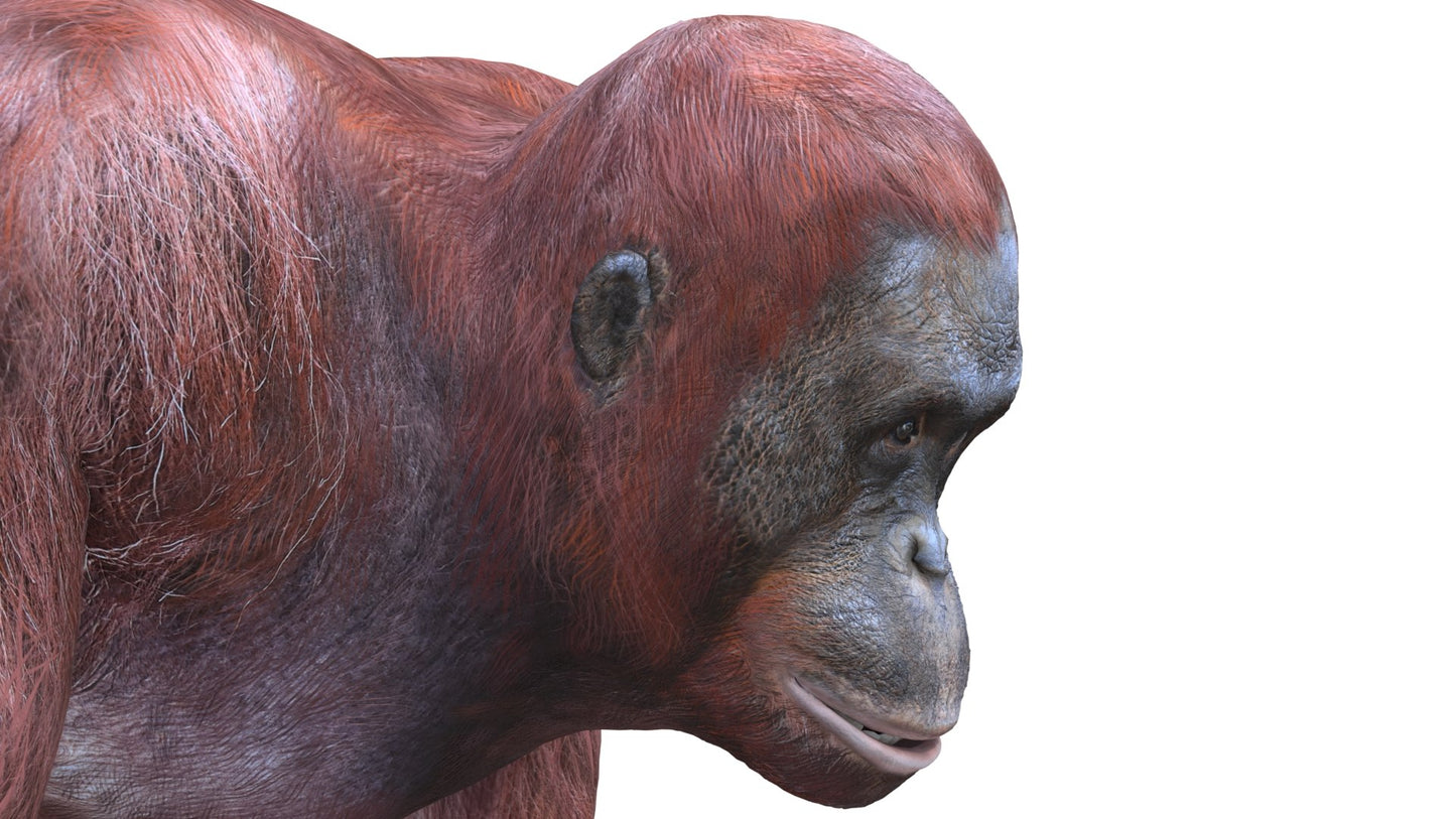 Orangutan Female 3D Model