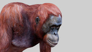 Realistic Orangutan Female 3D Model for Game Thumbnail
