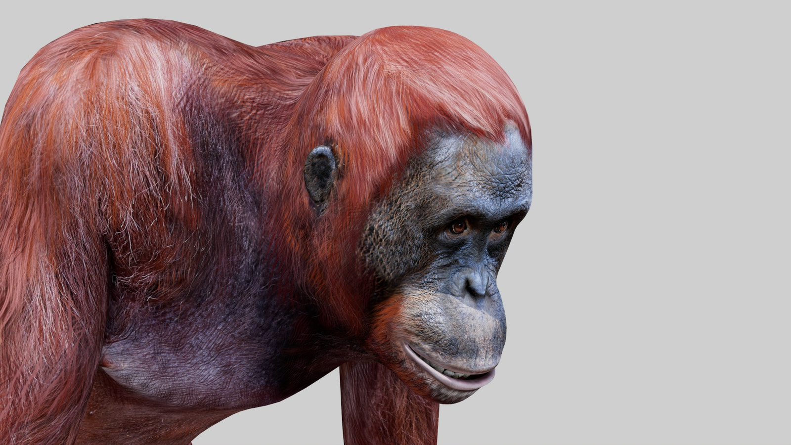 Realistic Orangutan Female 3D Model for Game