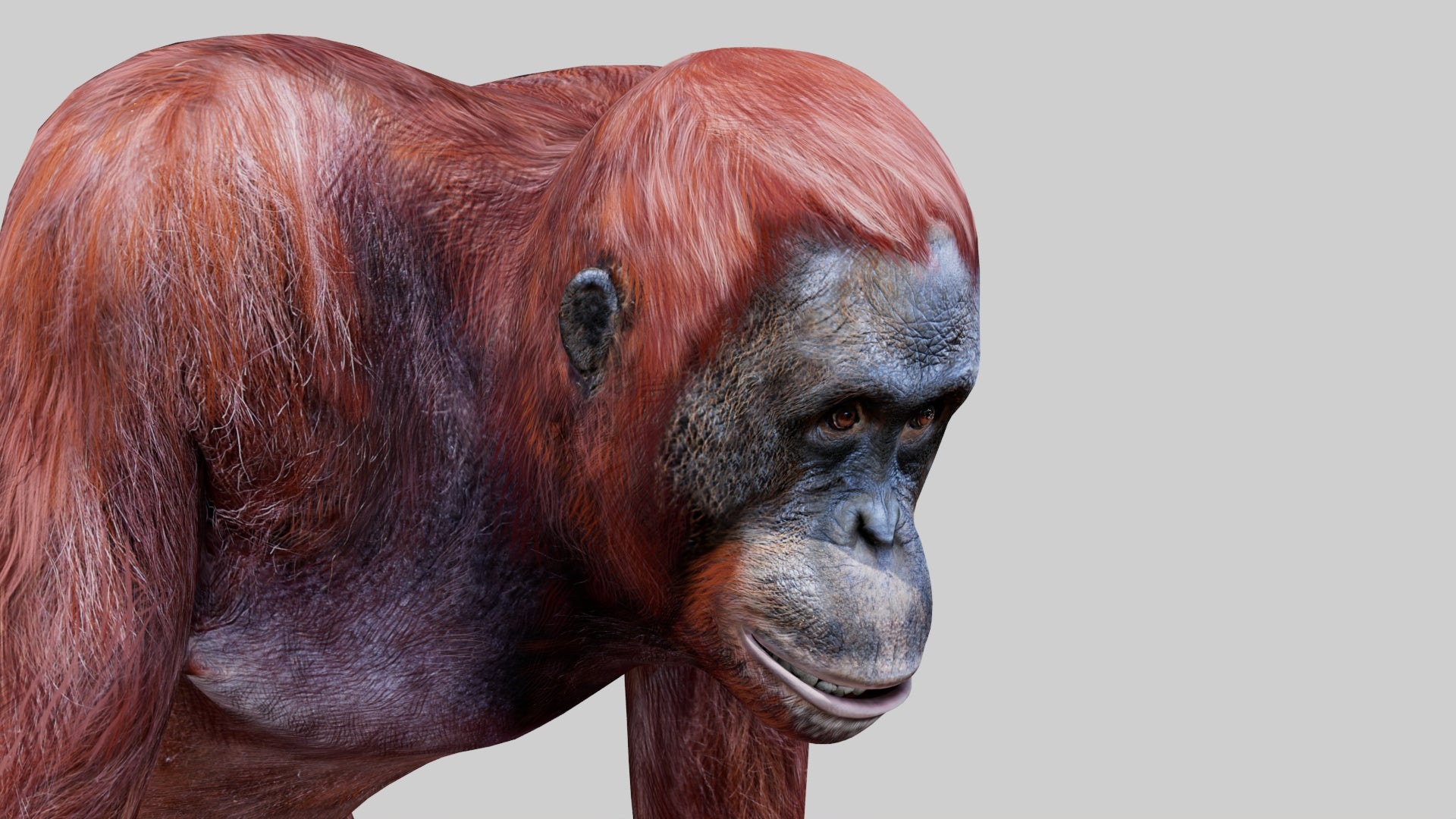 Realistic Orangutan Female 3D Model for Game