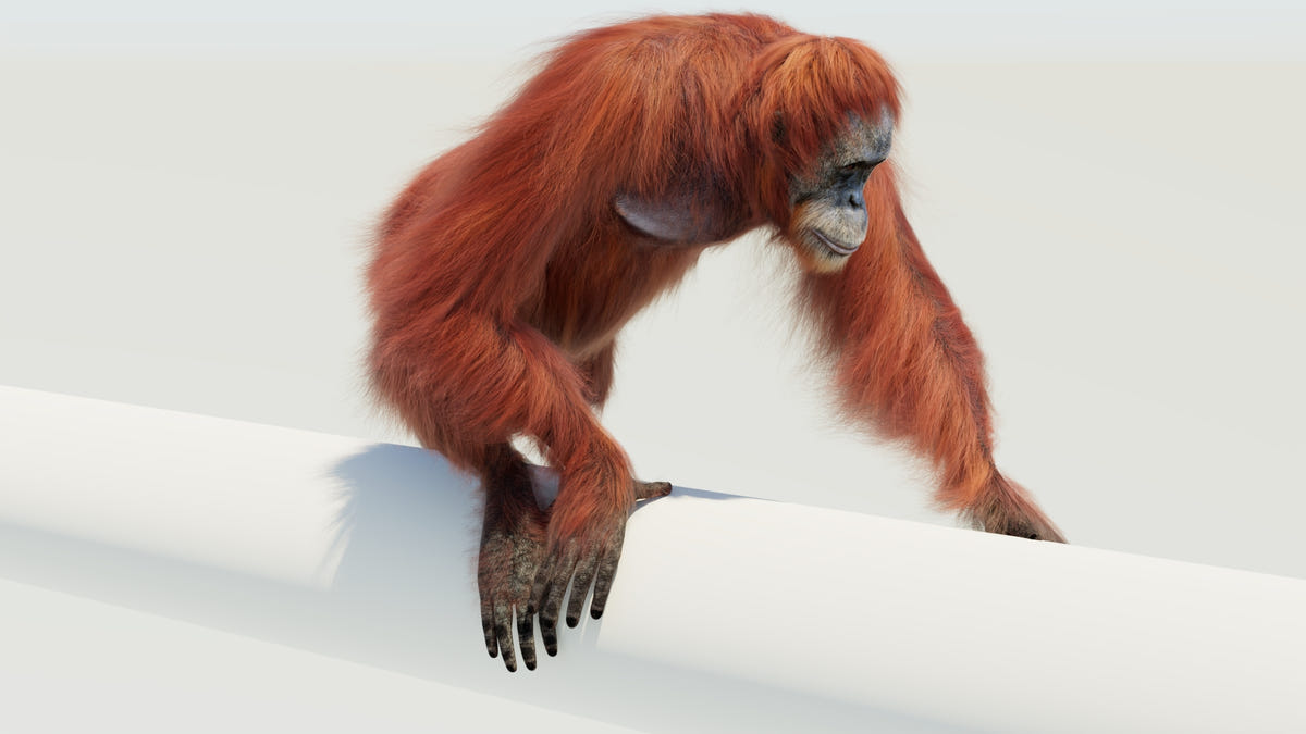 Animated Orangutan 3D Model - Hair and Fur - 360 Degree View