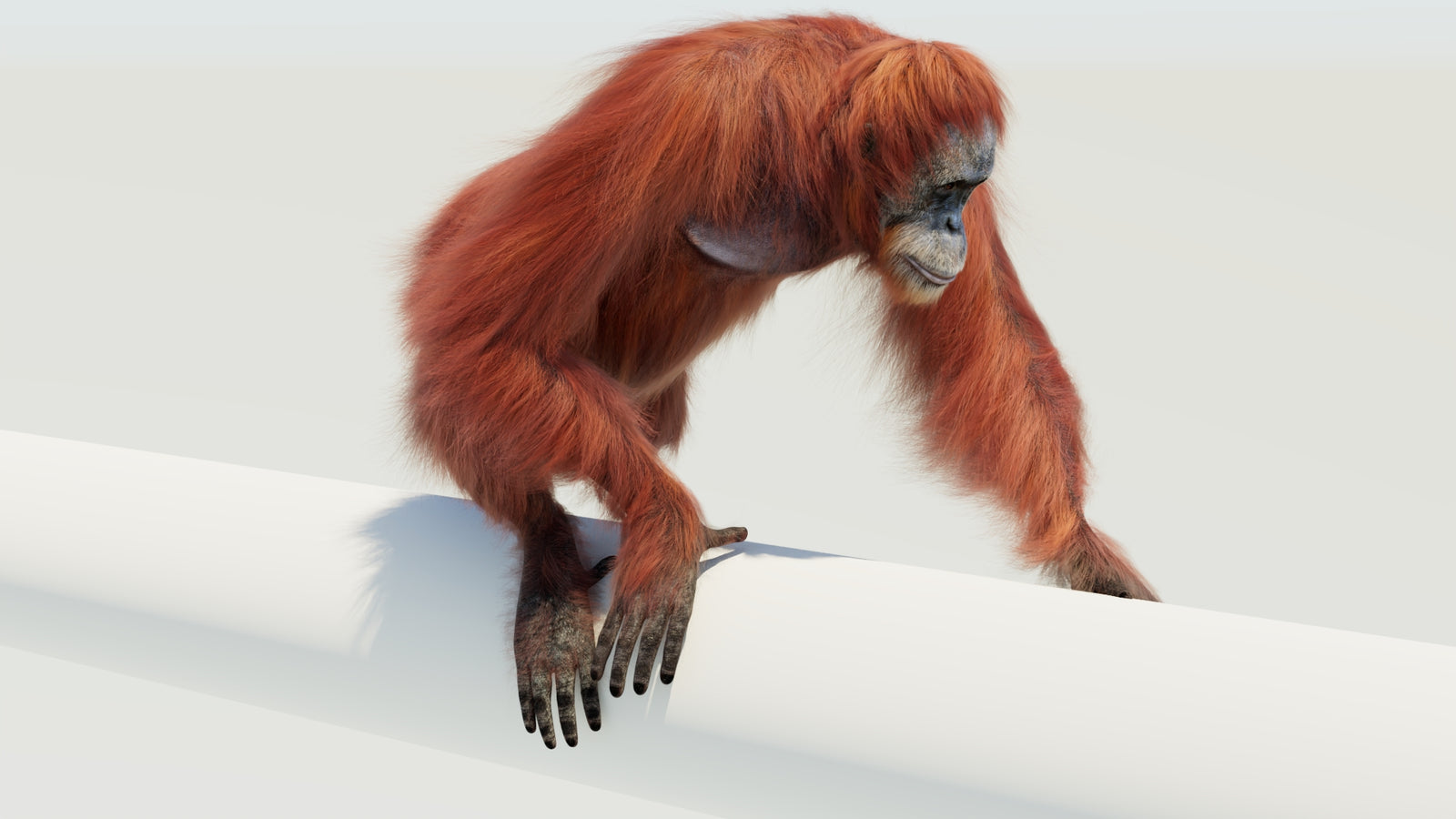 Orangutan 3D Model Animated Fur 360° view 4 frame 3