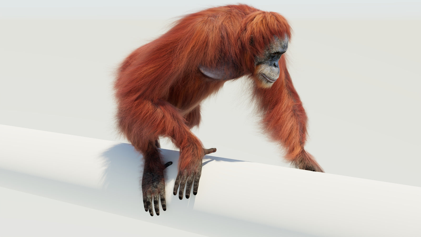 Orangutan 3D Model Animated Fur 360° view 4 frame 5