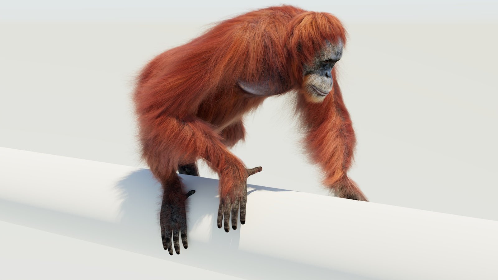 Orangutan 3D Model Animated Fur 360° view 4 frame 8
