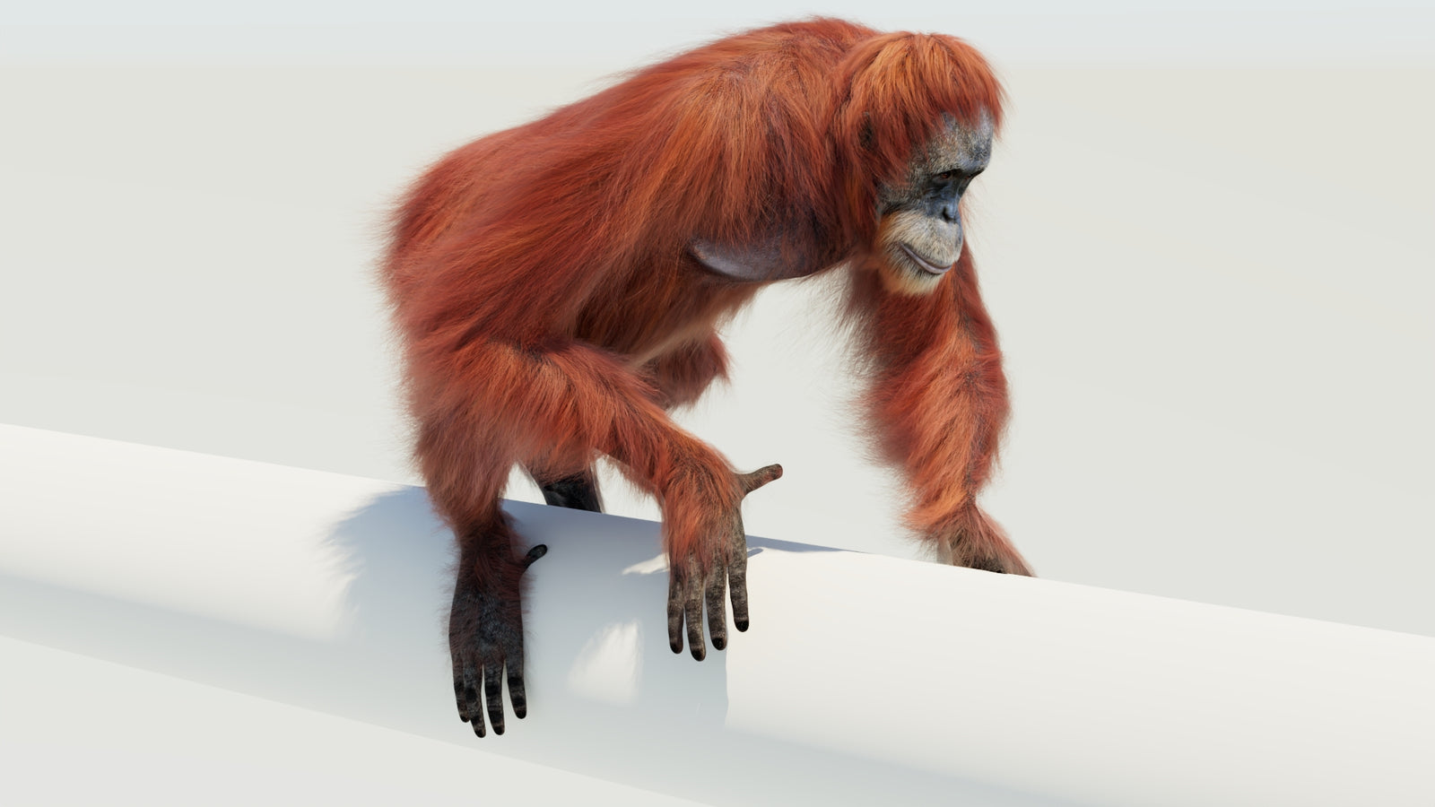 Orangutan 3D Model Animated Fur 360° view 4 frame 10