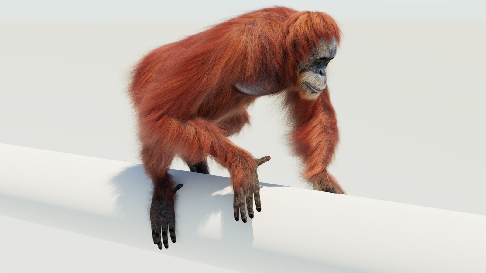 Orangutan 3D Model Animated Fur 360° view 4 frame 11