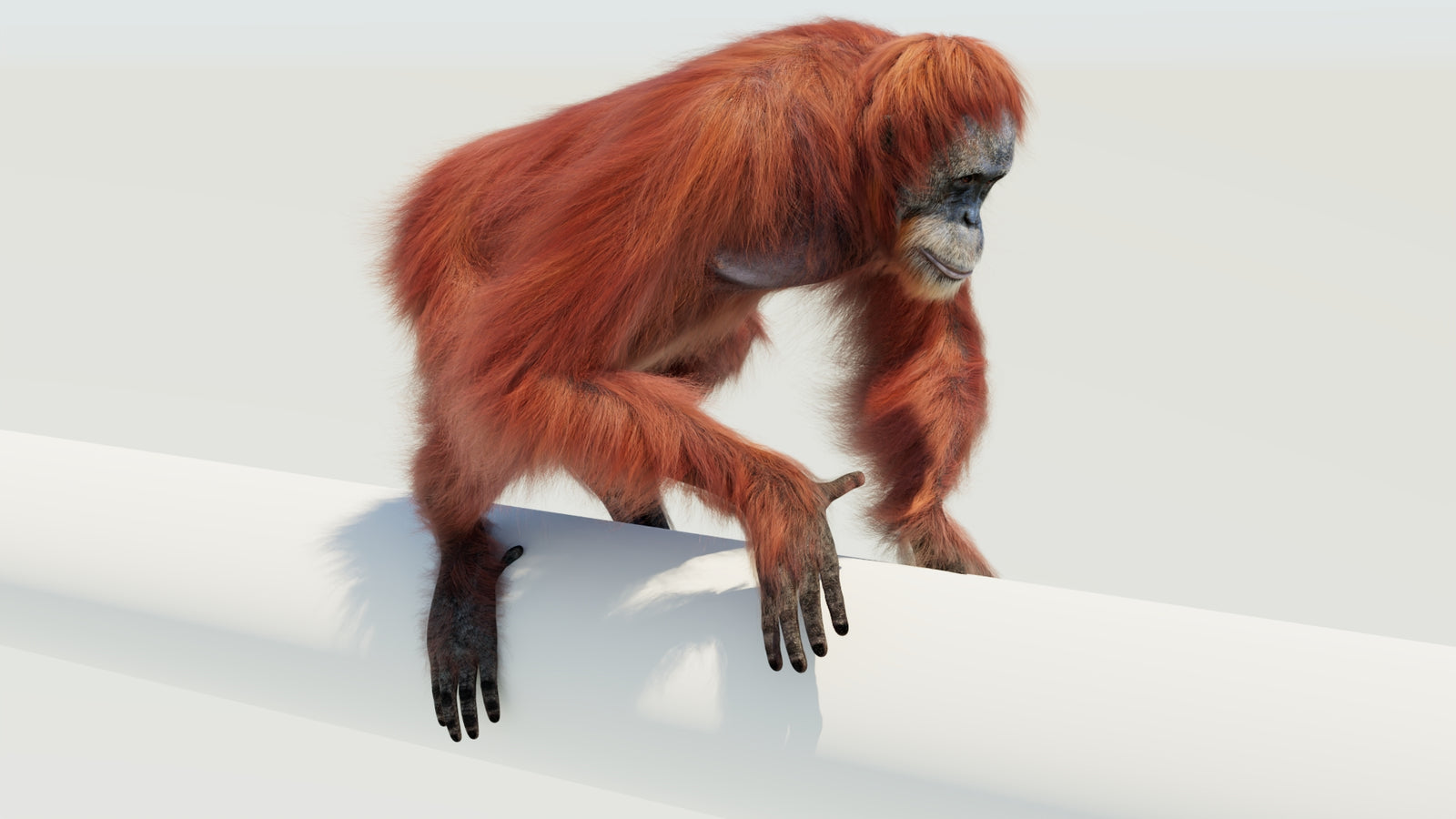 Orangutan 3D Model Animated Fur 360° view 4 frame 14