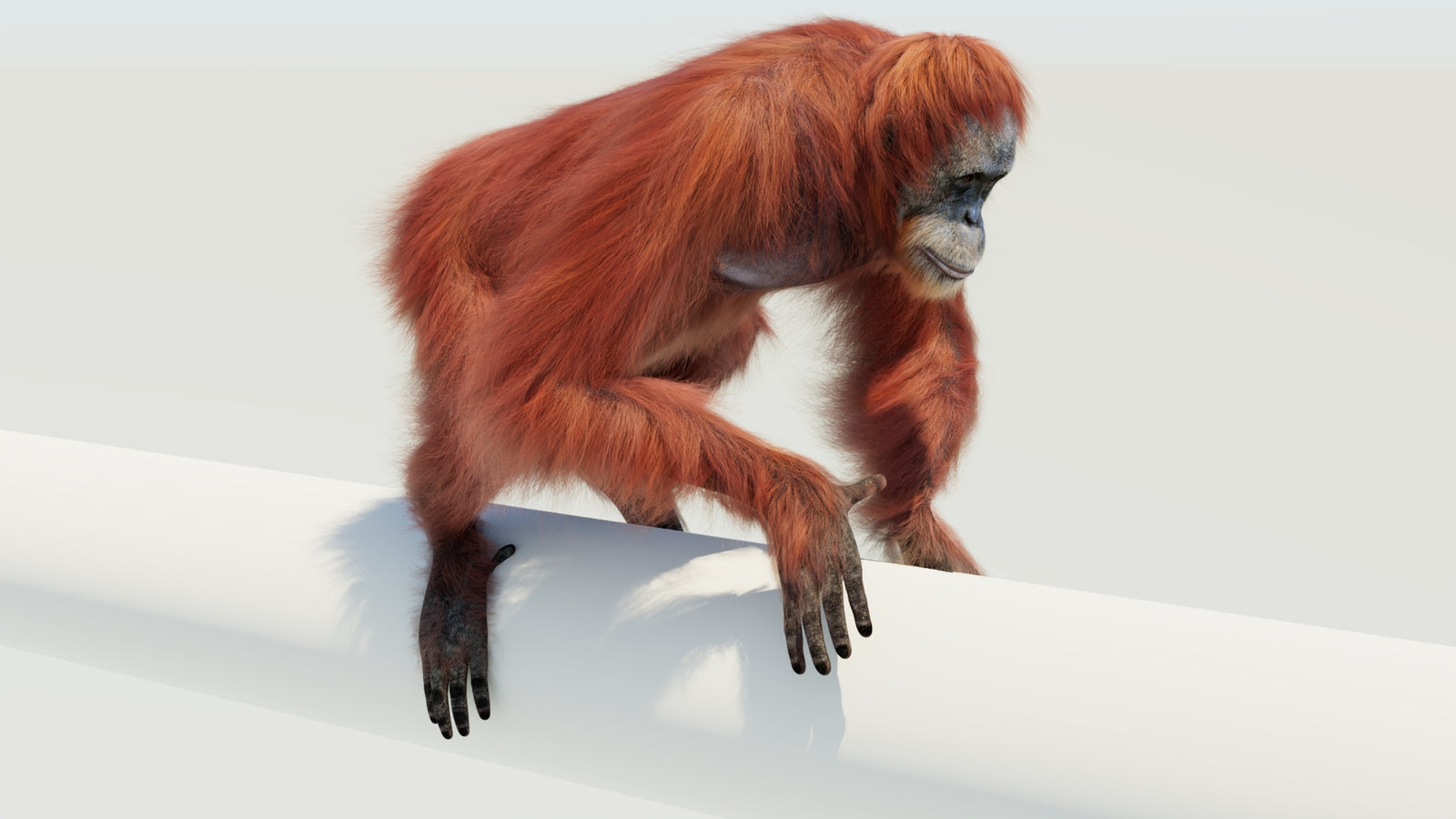 Orangutan 3D Model Animated Fur 360° view 4 frame 15