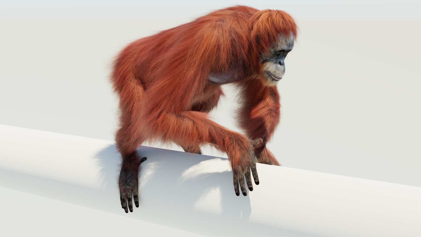Orangutan 3D Model Animated Fur 360° view 4 frame 16