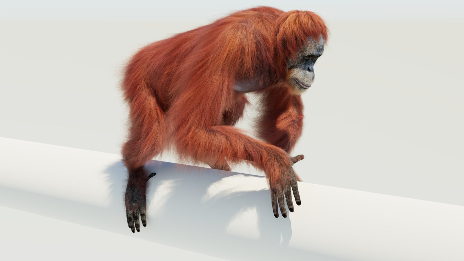 Orangutan 3D Model Animated Fur 360° view 4 frame 18